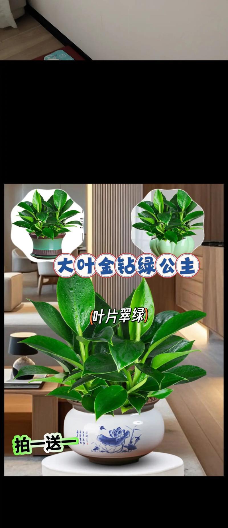 大叶盆栽修剪的技巧与方法（打造美丽健康的大叶盆栽——修剪要点与注意事项）-第2张图片-绿意生活