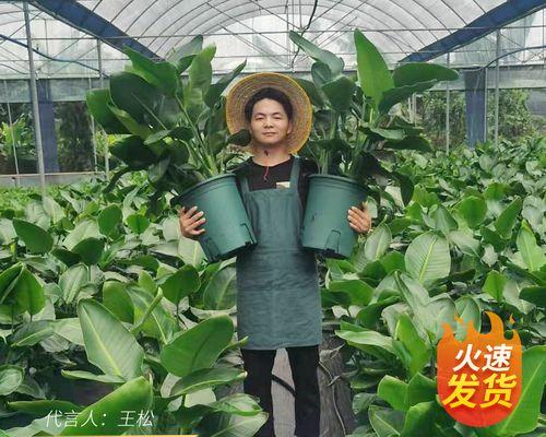 大叶盆栽修剪的技巧与方法（打造美丽健康的大叶盆栽——修剪要点与注意事项）-第3张图片-绿意生活