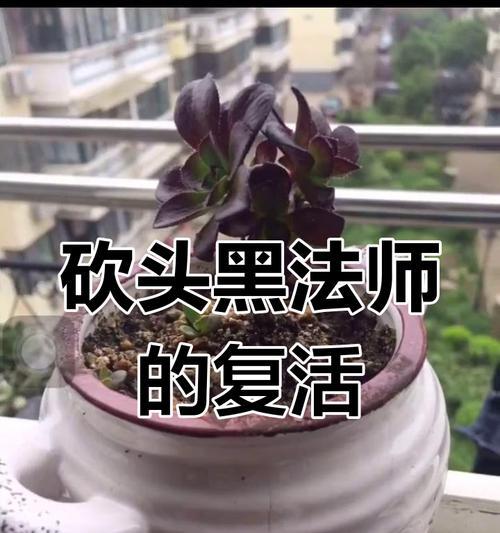 黑法师断头后的生根奇迹（黑法师断头后如何重获新生，探秘奇迹背后的秘密）-第2张图片-绿意生活