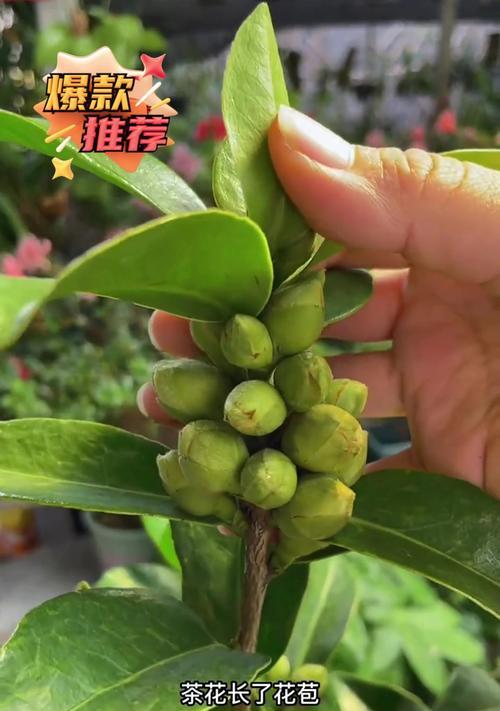 茶花不长花苞的原因分析与解决方法（茶花怎样才能开出美丽的花朵？）-第2张图片-绿意生活