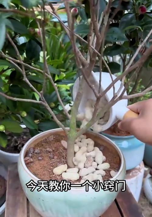 茶花不长花苞的原因分析与解决方法（茶花怎样才能开出美丽的花朵？）-第1张图片-绿意生活