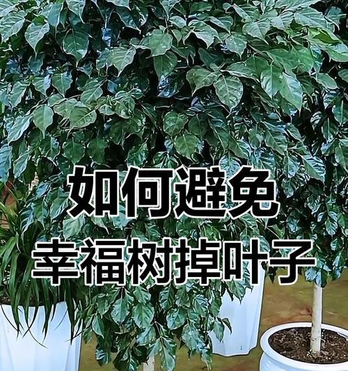幸福树的叶子为何频繁脱落？（解析幸福树脱叶的原因和应对方法）-第1张图片-绿意生活