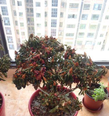 石榴花叶子枯萎的原因及处理方法（探究石榴花叶子枯萎背后的隐患并找到解决之道）-第3张图片-绿意生活
