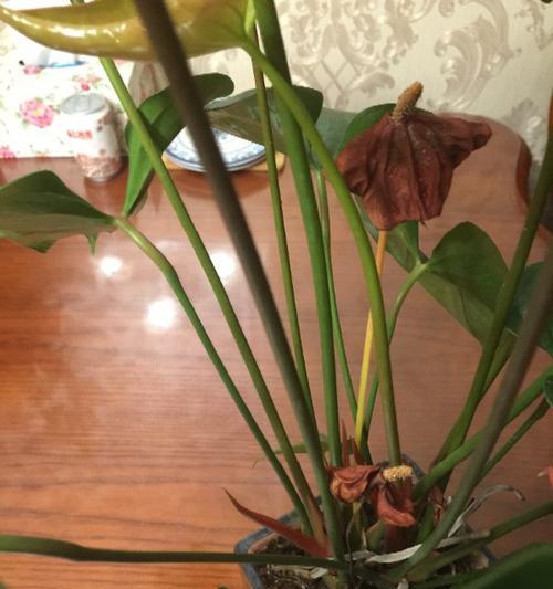 石榴花叶子枯萎的原因及处理方法（探究石榴花叶子枯萎背后的隐患并找到解决之道）-第2张图片-绿意生活