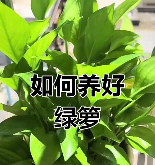 绿萝换土后的适宜浇水方法（科学浇水保持绿萝健康生长）-第3张图片-绿意生活