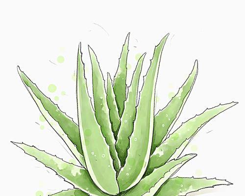 芦荟花的移植与养护（芦荟花移植技巧与注意事项）-第1张图片-绿意生活