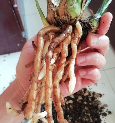 兰草根烂后的抢救措施（兰草根烂的原因及预防方法）-第1张图片-绿意生活