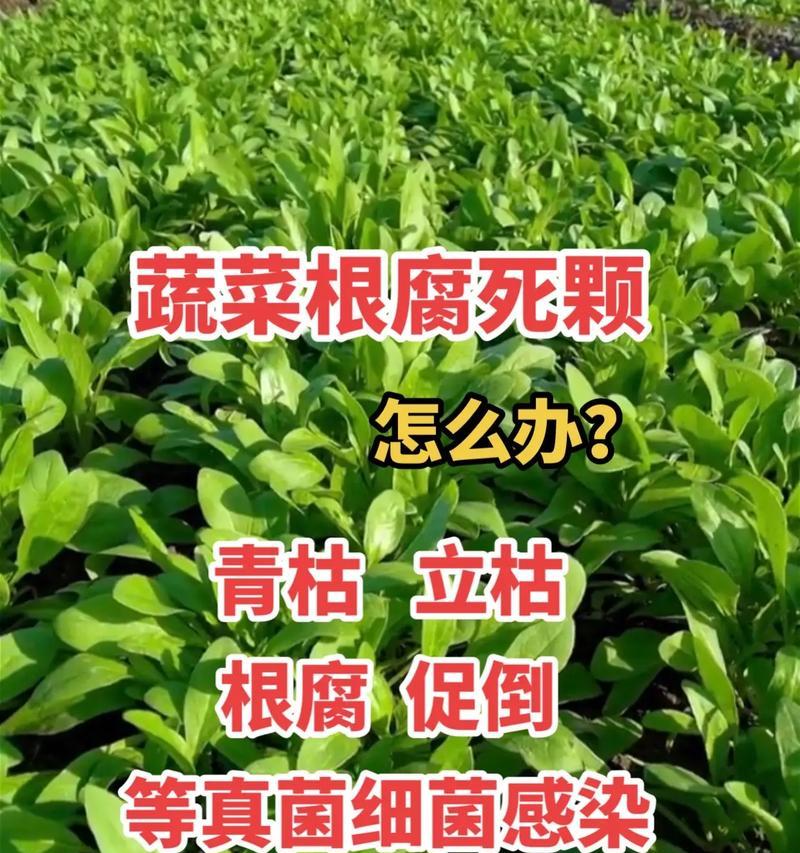 兰草根烂后的抢救措施（兰草根烂的原因及预防方法）-第2张图片-绿意生活