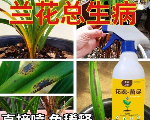 兰草根烂后的抢救措施（兰草根烂的原因及预防方法）-第3张图片-绿意生活