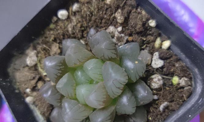 玉露的浇水方法与技巧（如何正确地给玉露浇水？玉露的浇水关键是什么？）-第1张图片-绿意生活