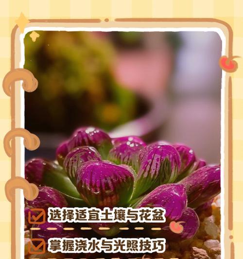 玉露的浇水方法与技巧（如何正确地给玉露浇水？玉露的浇水关键是什么？）-第3张图片-绿意生活