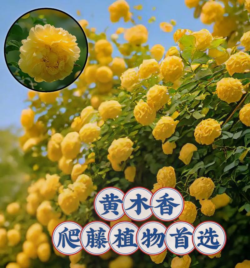 以木香怎么促花？（木香花开的秘密与方法）-第2张图片-绿意生活