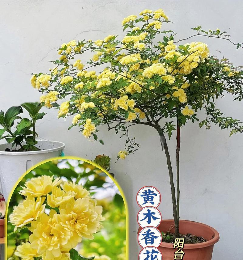以木香怎么促花？（木香花开的秘密与方法）-第3张图片-绿意生活
