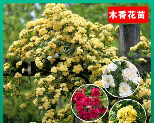 以木香怎么促花？（木香花开的秘密与方法）-第1张图片-绿意生活