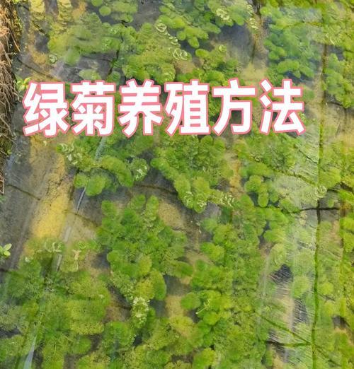 菊花养殖遭遇虫害，教你有效应对！（从根源出发，掌握养殖技巧，让菊花健康成长）-第2张图片-绿意生活