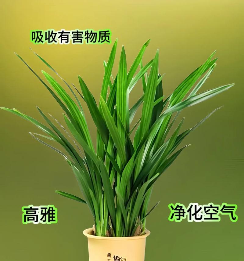 秋冬养护墨兰，打造繁花绽放的美丽花园（一起来了解墨兰秋冬养护的重要性和技巧吧！）-第2张图片-绿意生活