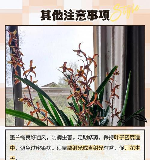 秋冬养护墨兰，打造繁花绽放的美丽花园（一起来了解墨兰秋冬养护的重要性和技巧吧！）-第3张图片-绿意生活