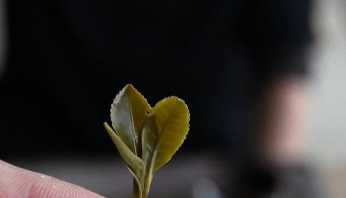 毛耳朵花的养护指南（了解如何正确地养护毛耳朵花，让它健康茁壮）-第2张图片-绿意生活