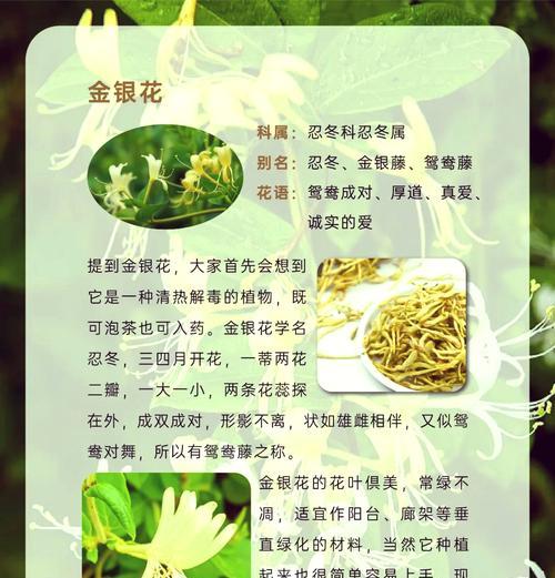 金银花的花语和寓意（探究金银花所代表的含义和象征）-第3张图片-绿意生活