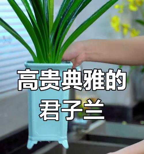 君子兰（探寻君子兰的栽培之道）-第1张图片-绿意生活