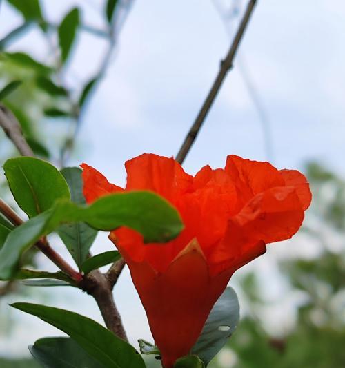 石榴花如何科学浇水？（了解石榴花的喜水程度和浇水要点，让你的石榴花更加茁壮成长！）-第2张图片-绿意生活