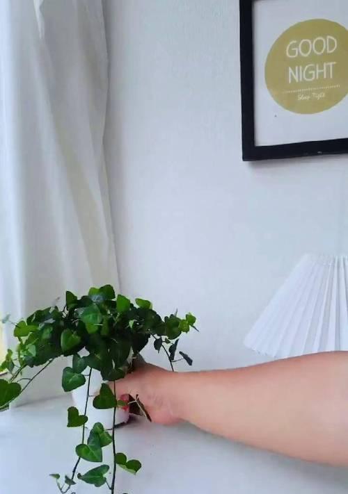 以花叶常春藤移盆（常春藤移盆的关键步骤和技巧，助你打造绿意盎然的家居环境）-第3张图片-绿意生活