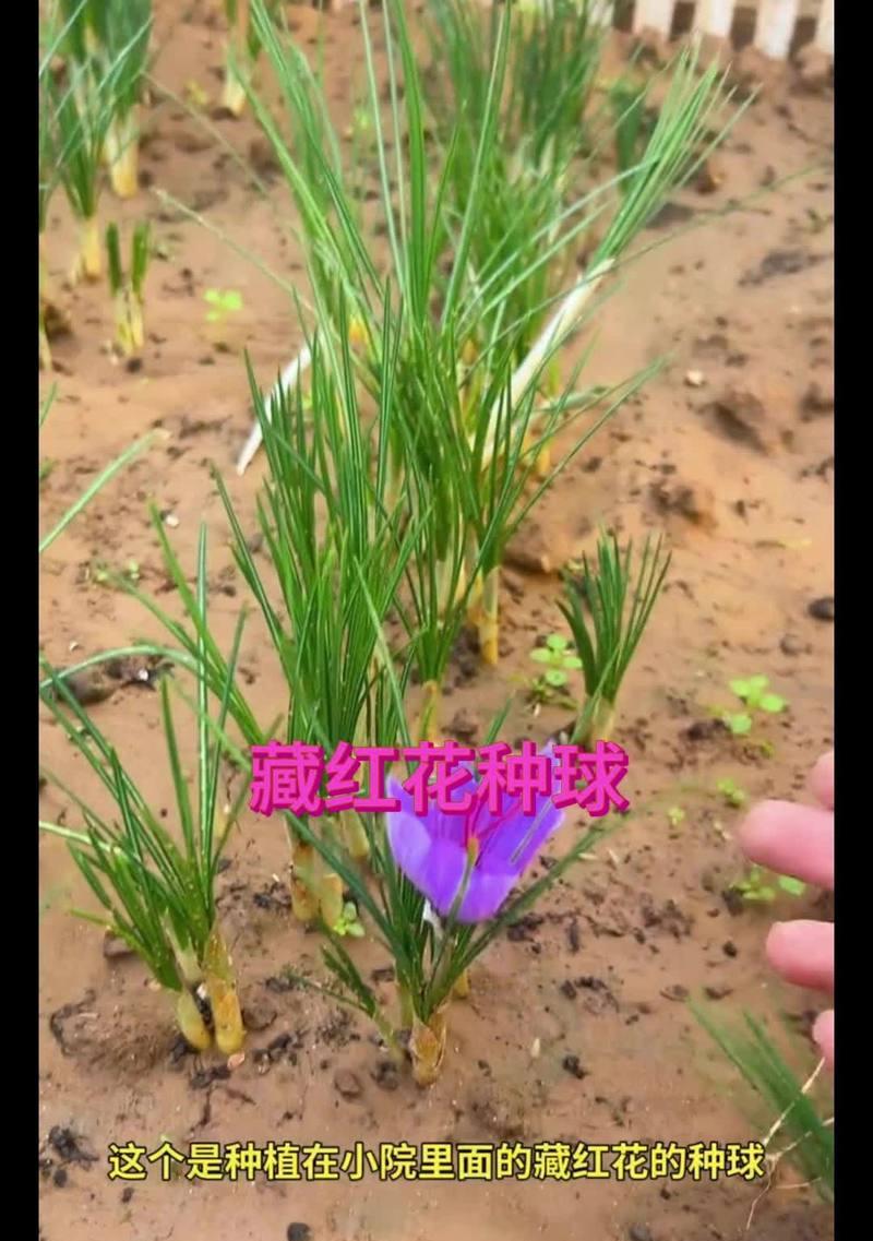 藏红花种球烂了怎么办？（救救我的藏红花！如何处理烂掉的种球）-第1张图片-绿意生活