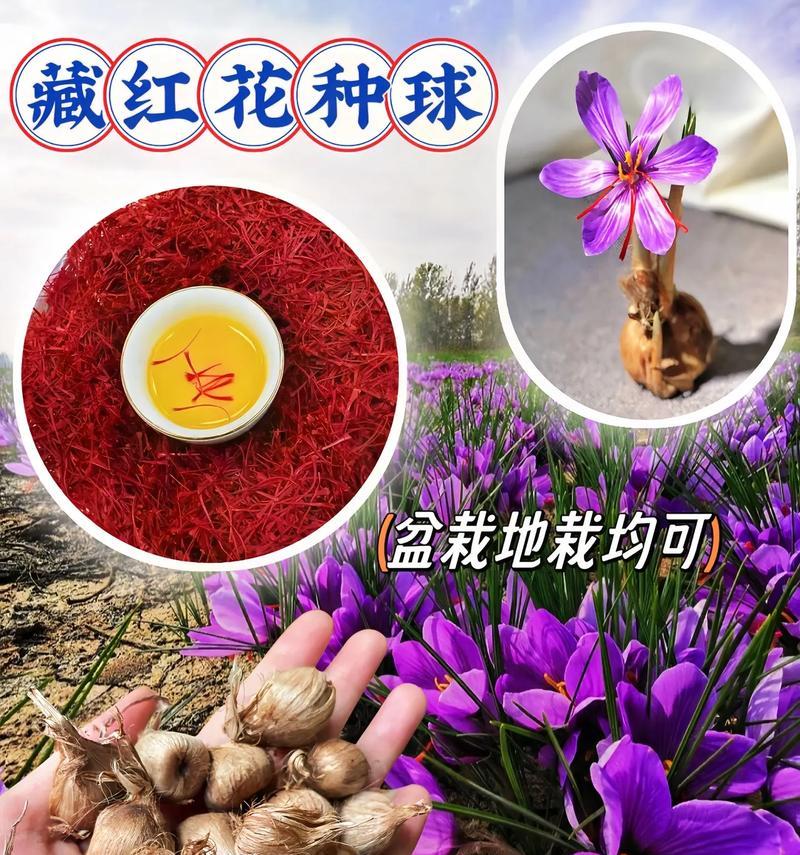 藏红花种球烂了怎么办？（救救我的藏红花！如何处理烂掉的种球）-第2张图片-绿意生活