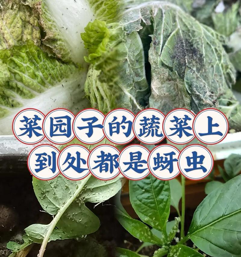 如何有效防治玉米棒上的蚜虫侵害（细节把握，让你玉米长势蓬勃）-第3张图片-绿意生活