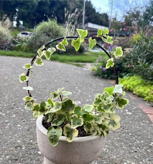 花曼常春藤盆栽的养护指南（打造美丽常春藤盆栽的秘诀）-第1张图片-绿意生活