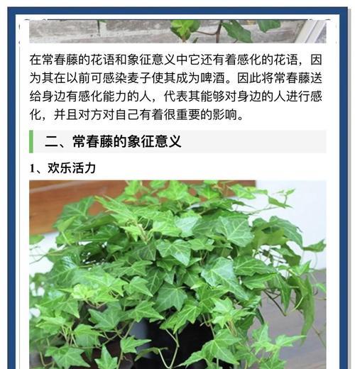 花曼常春藤盆栽的养护指南（打造美丽常春藤盆栽的秘诀）-第3张图片-绿意生活
