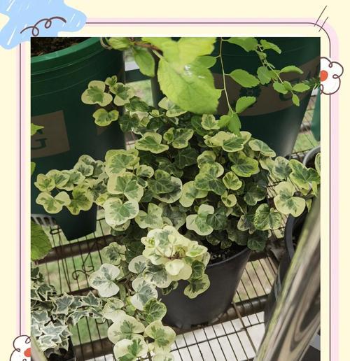 花曼常春藤盆栽的养护指南（打造美丽常春藤盆栽的秘诀）-第2张图片-绿意生活