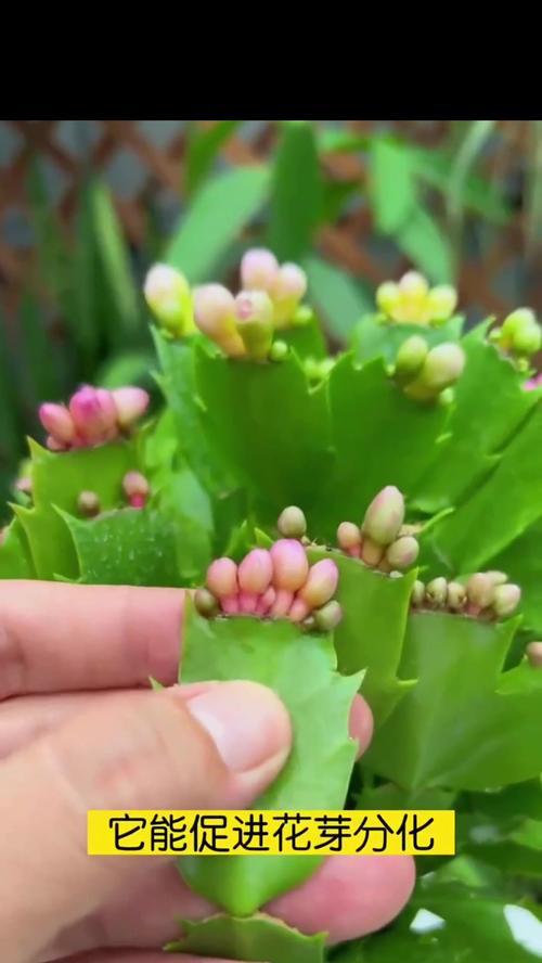 以多蟹兰怎么养（打造绿色室内花园的绝佳选择）-第2张图片-绿意生活