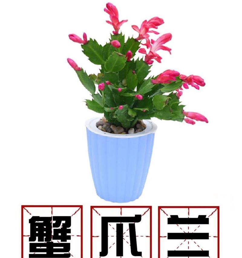 以多蟹兰怎么养（打造绿色室内花园的绝佳选择）-第3张图片-绿意生活