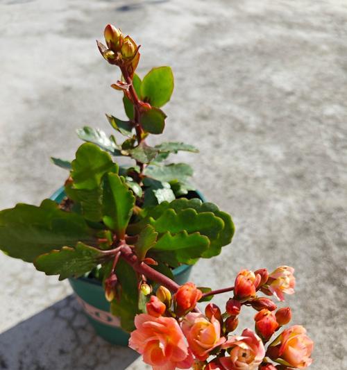 长寿花移栽的技巧与注意事项（打造健康茁壮的长寿花）-第3张图片-绿意生活