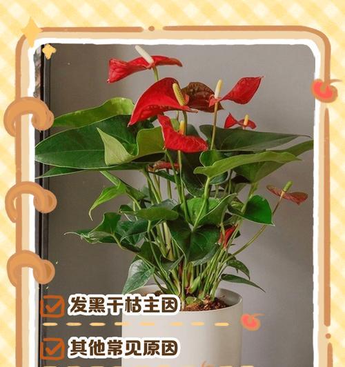 红掌叶子倒了，植物病害的源头在哪里？（揭秘红掌叶子倒下的原因及解决方法）-第1张图片-绿意生活