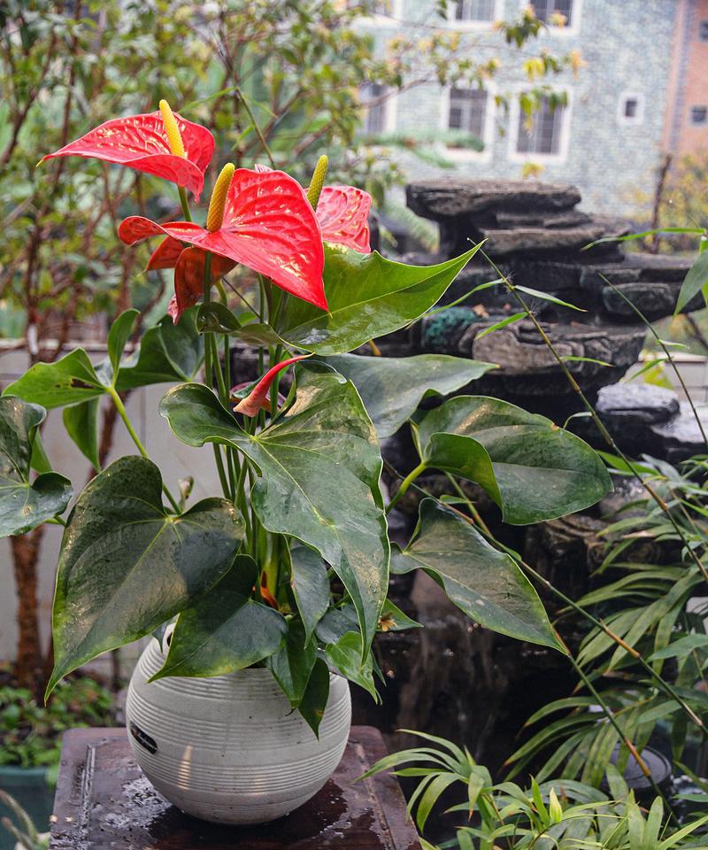 红掌叶子倒了，植物病害的源头在哪里？（揭秘红掌叶子倒下的原因及解决方法）-第2张图片-绿意生活