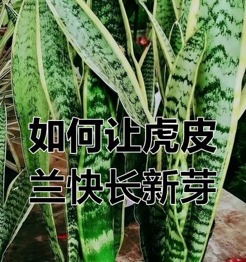 虎皮兰发芽移栽技巧（打造繁茂健康的虎皮兰家族）-第1张图片-绿意生活