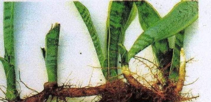 虎皮兰发芽移栽技巧（打造繁茂健康的虎皮兰家族）-第2张图片-绿意生活