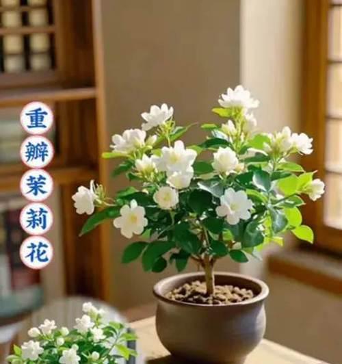 如何正确养护茉莉花，让其健康茂盛（茉莉花养护技巧，打造芬芳宜人的花园）-第1张图片-绿意生活