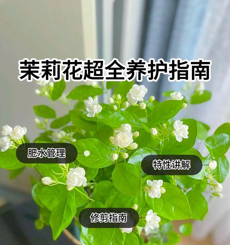 如何正确养护茉莉花，让其健康茂盛（茉莉花养护技巧，打造芬芳宜人的花园）-第2张图片-绿意生活