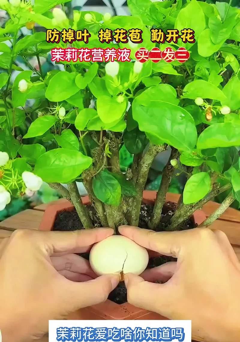 如何正确养护茉莉花，让其健康茂盛（茉莉花养护技巧，打造芬芳宜人的花园）-第3张图片-绿意生活