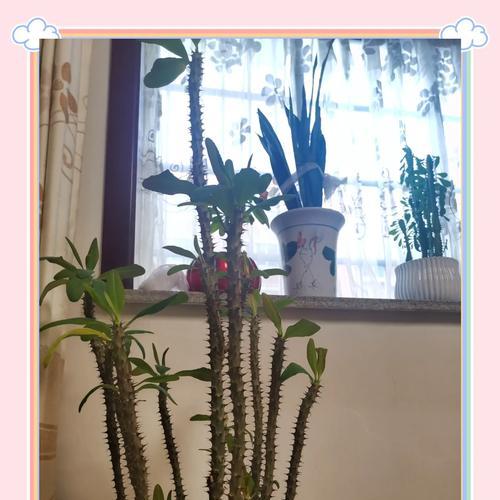 刺梅枝条的缩胀现象解析（探寻刺梅枝条缩胀的原因和解决方法）-第3张图片-绿意生活