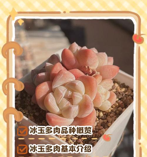 多肉树冰的养护与状态（打造多肉树冰健康生长的秘诀）-第2张图片-绿意生活