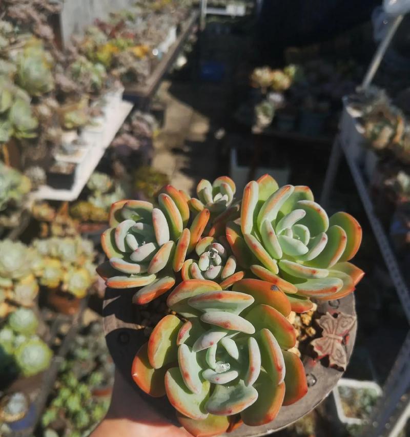 多肉树冰的养护与状态（打造多肉树冰健康生长的秘诀）-第3张图片-绿意生活