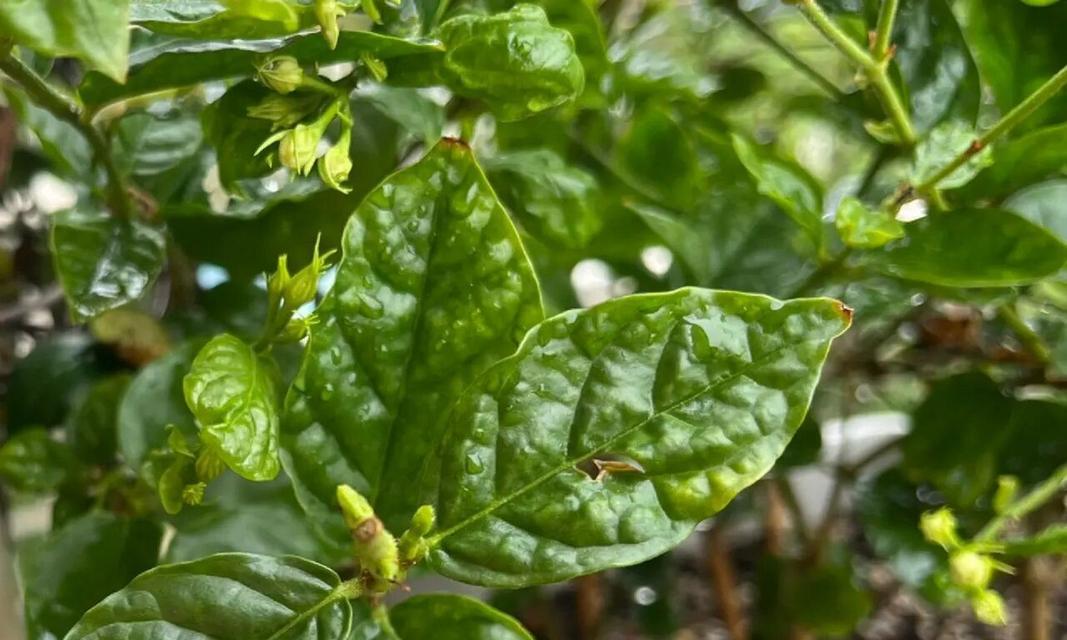茉莉花叶子变黄了是怎么回事？（茉莉花叶子变黄的原因及解决方法）-第1张图片-绿意生活