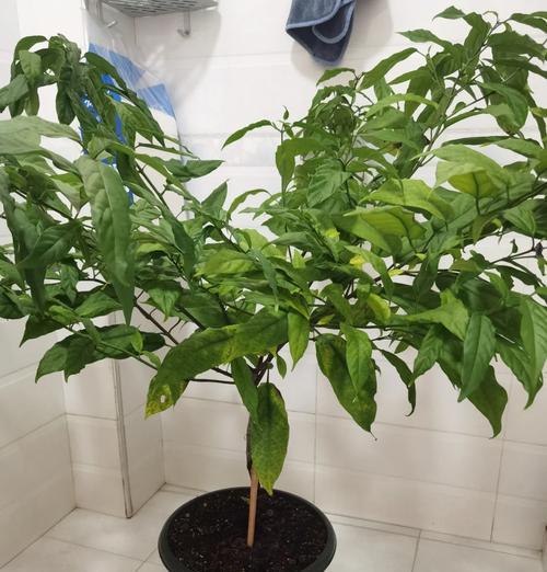 茉莉花叶子变黄了是怎么回事？（茉莉花叶子变黄的原因及解决方法）-第2张图片-绿意生活