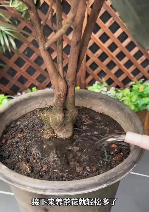 茶花长虫治疗方法详解（如何有效应对茶花长虫的侵害问题）-第2张图片-绿意生活