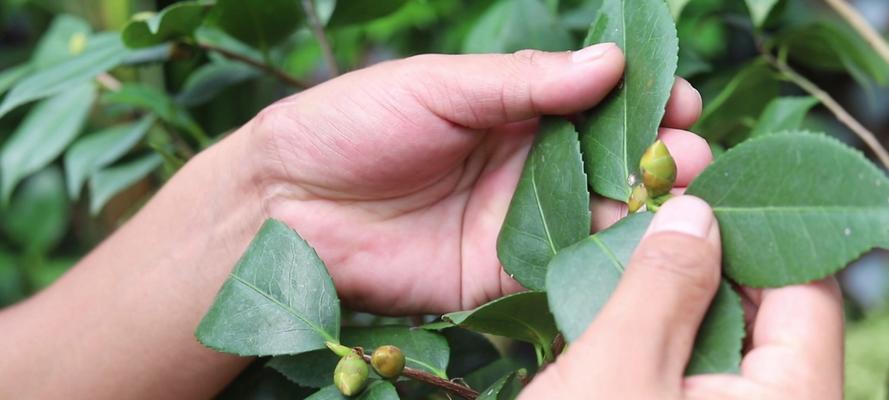 茶花长虫治疗方法详解（如何有效应对茶花长虫的侵害问题）-第3张图片-绿意生活