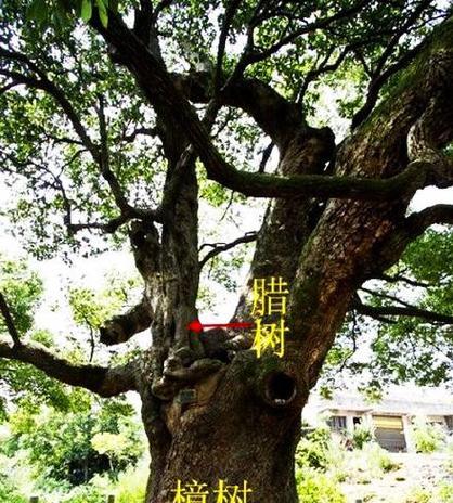 腊树，一棵生命力顽强的树（探究腊树的种类、习性、用途以及养护方法）-第1张图片-绿意生活